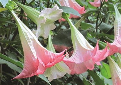 Brugmansia